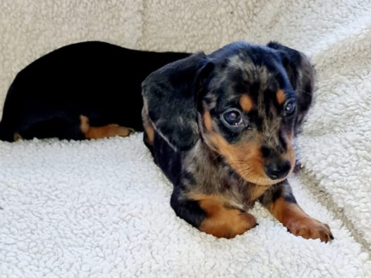 Small miniature dachshund puppy