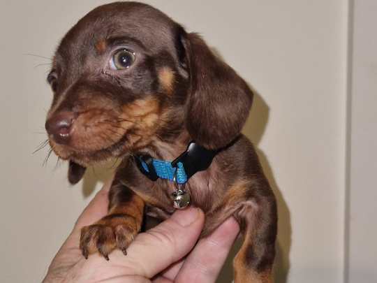 Miniature dachshund puppy
