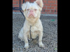 Visual pink full fluffy french bulldogs 2