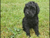 Cockapoo 1