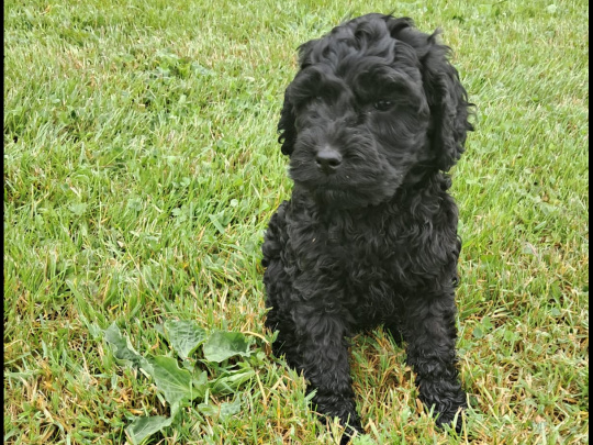 Cockapoo
