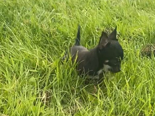 Teacup Chihuahua 17 weeks old 3