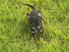 Teacup Chihuahua 17 weeks old 1