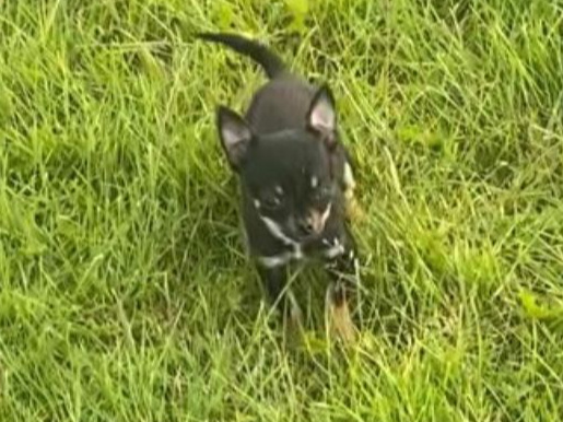 Teacup Chihuahua 17 weeks old