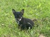Teacup Chihuahua 17 weeks old 2