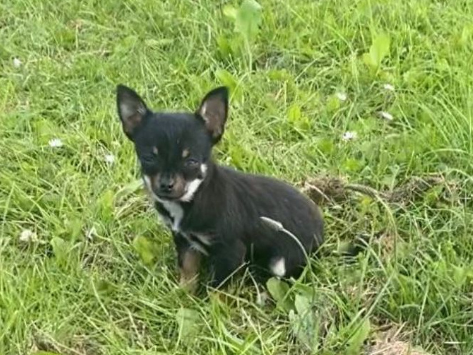 Teacup Chihuahua 17 weeks old 2