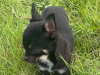 Teacup Chihuahua 17 weeks old 4