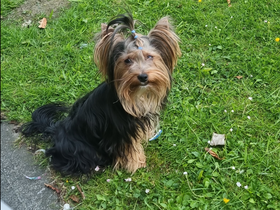 Beautiful pure breed yorkshire terrier boy for sale💙 7