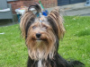 Beautiful pure breed yorkshire terrier boy for sale💙 6