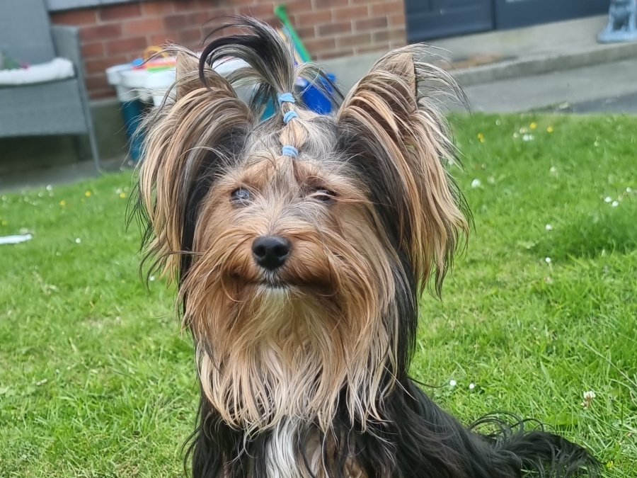 Beautiful pure breed yorkshire terrier boy for sale💙 6