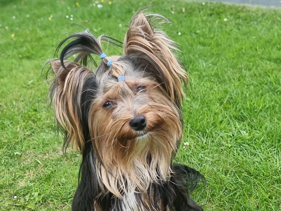 Beautiful pure breed yorkshire terrier boy for sale💙 4