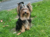Beautiful pure breed yorkshire terrier boy for sale💙 3