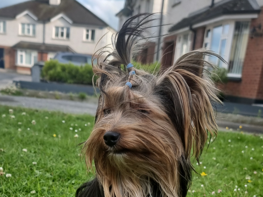 Beautiful pure breed yorkshire terrier boy for sale💙 5