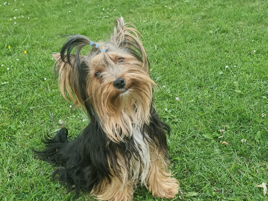 Beautiful pure breed yorkshire terrier boy for sale💙