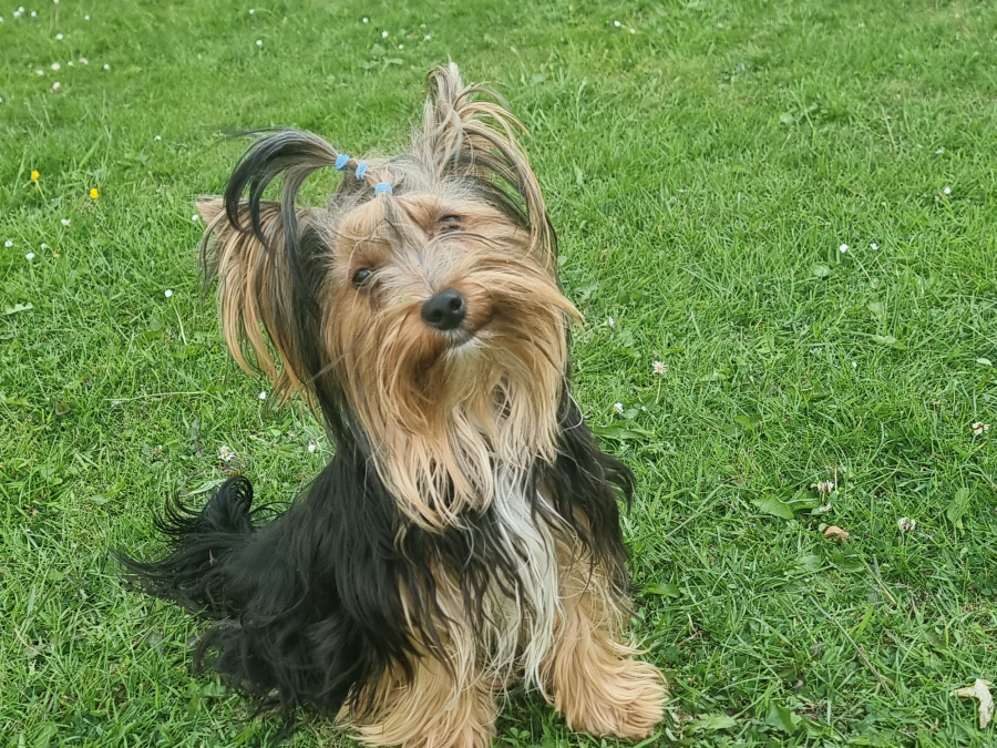 Beautiful pure breed yorkshire terrier boy for sale💙 1