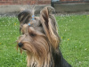 Beautiful pure breed yorkshire terrier boy for sale💙 2