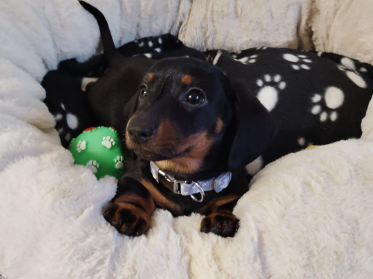 Miniature Dachshund