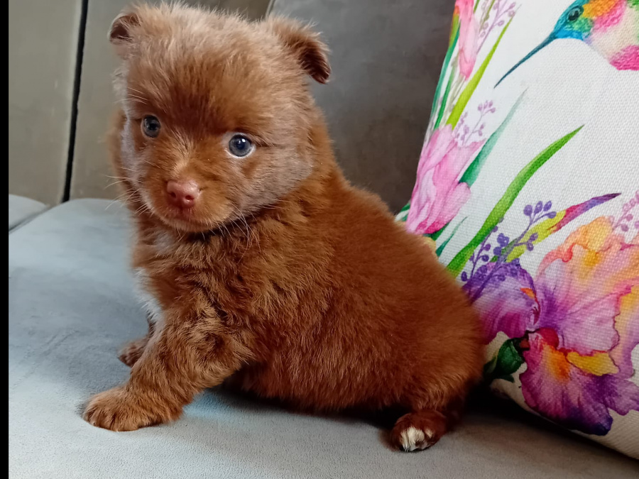 Long haired chihuahua 3