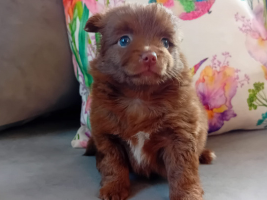 Long haired chihuahua