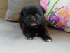 Long haired chihuahua 4