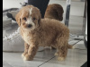 Beautiful male and female cockapoo puppies 3