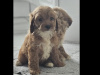 Beautiful male and female cockapoo puppies 2