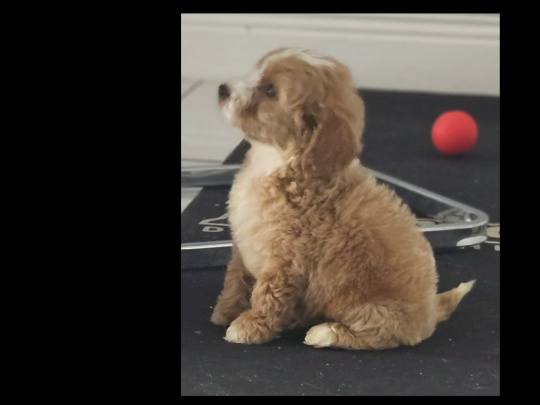 Beautiful male and female cockapoo puppies
