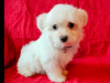 Pup for sale 2