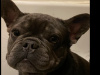 Blue Tan French Bulldog 2