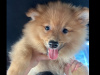 Pomeranian Puppy 1