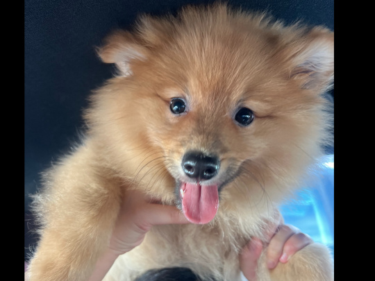 Pomeranian Puppy