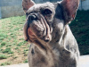 Blue Merle French bulldog female 3