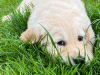 Golden retriever puppy 2