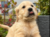 Golden retriever puppy 3