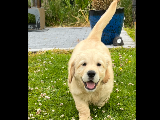 Golden retriever puppy