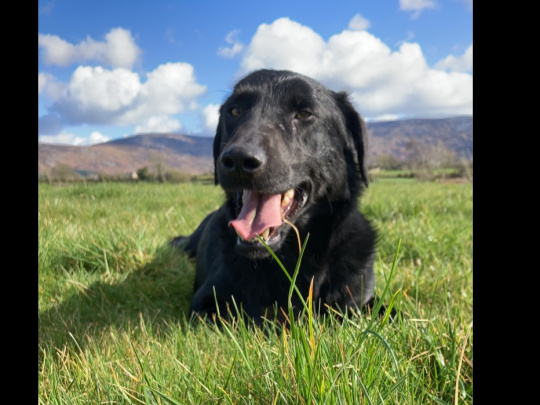 Labrador cross