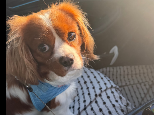 King Charles looking for a good home