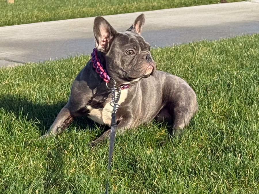 Lilac/blue female French bulldog puppy 2