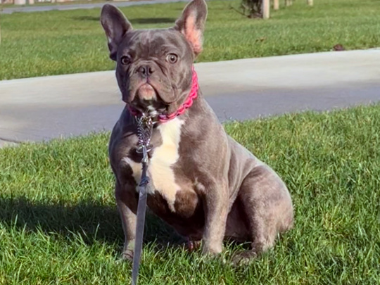 Lilac/blue female French bulldog puppy