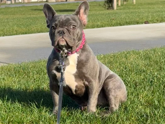 Lilac/Blue French bulldog female puppy for sale