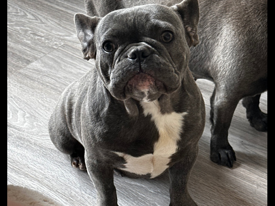 Blue/lilac Frenchie girl for sale