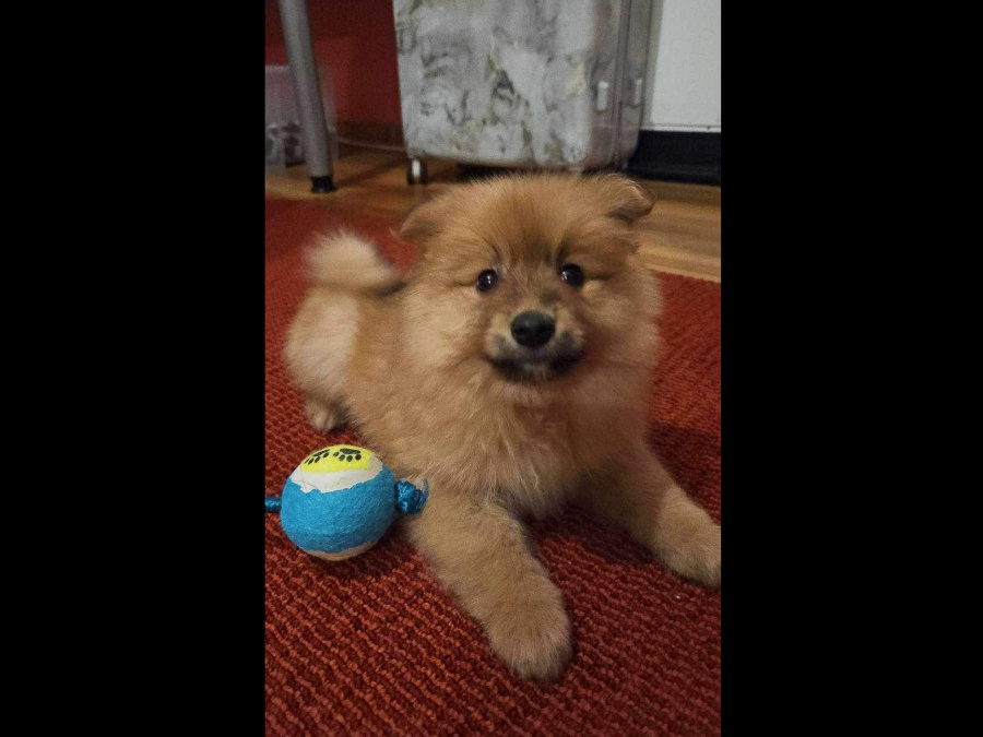 Pomeranian Puppy 4