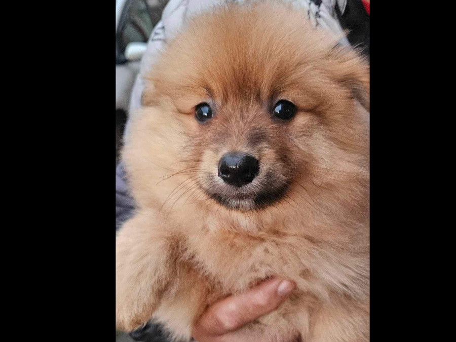 Pomeranian Puppy 5