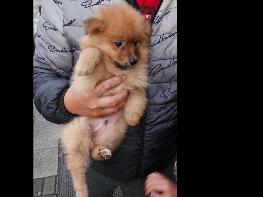 Pomeranian Puppy 6