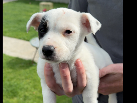 1 female white and black