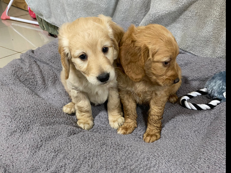 Beautiful miniature golden doodle puppies 3