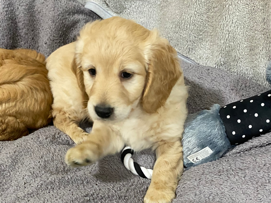 Beautiful miniature golden doodle puppies 1