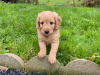 Beautiful miniature golden doodle puppies 4