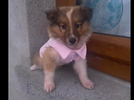 pure rough collie puppies parents in pics