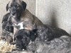 IKC REG. IRISH WOLFHOUND PUPPIES 8